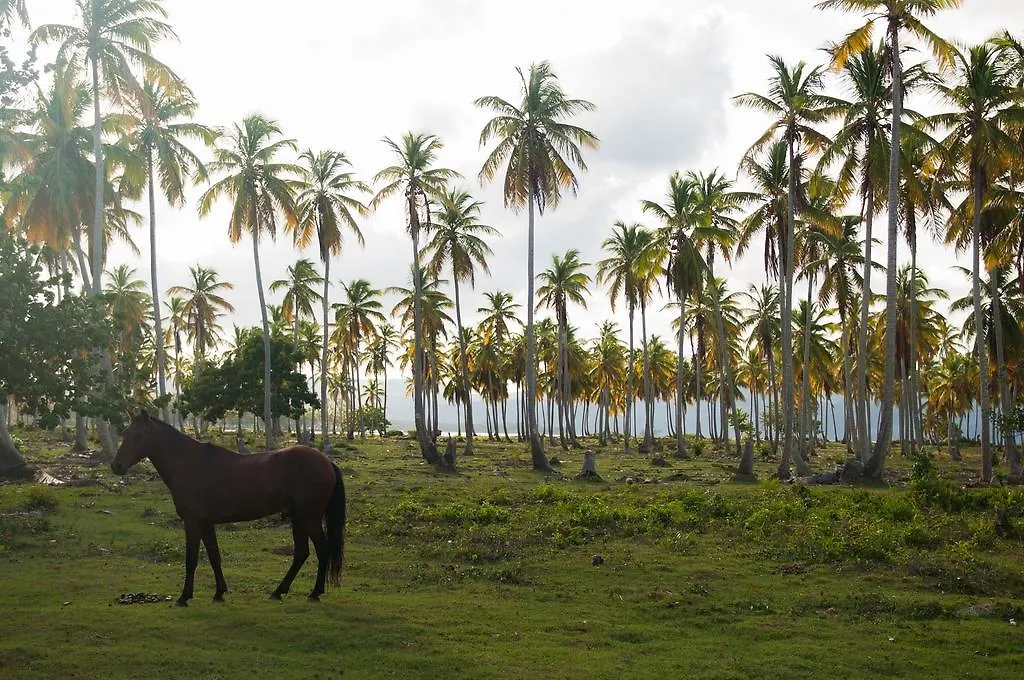 21 Palms Hotel Las Galeras Guest house